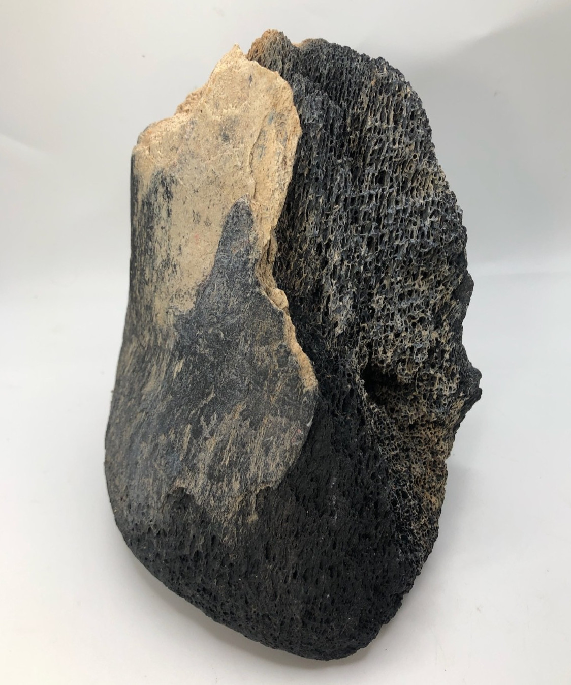 Florida Fossil” Prehistoric Bone of a Mastodon Shell Pit Find in Bradenton, FL
