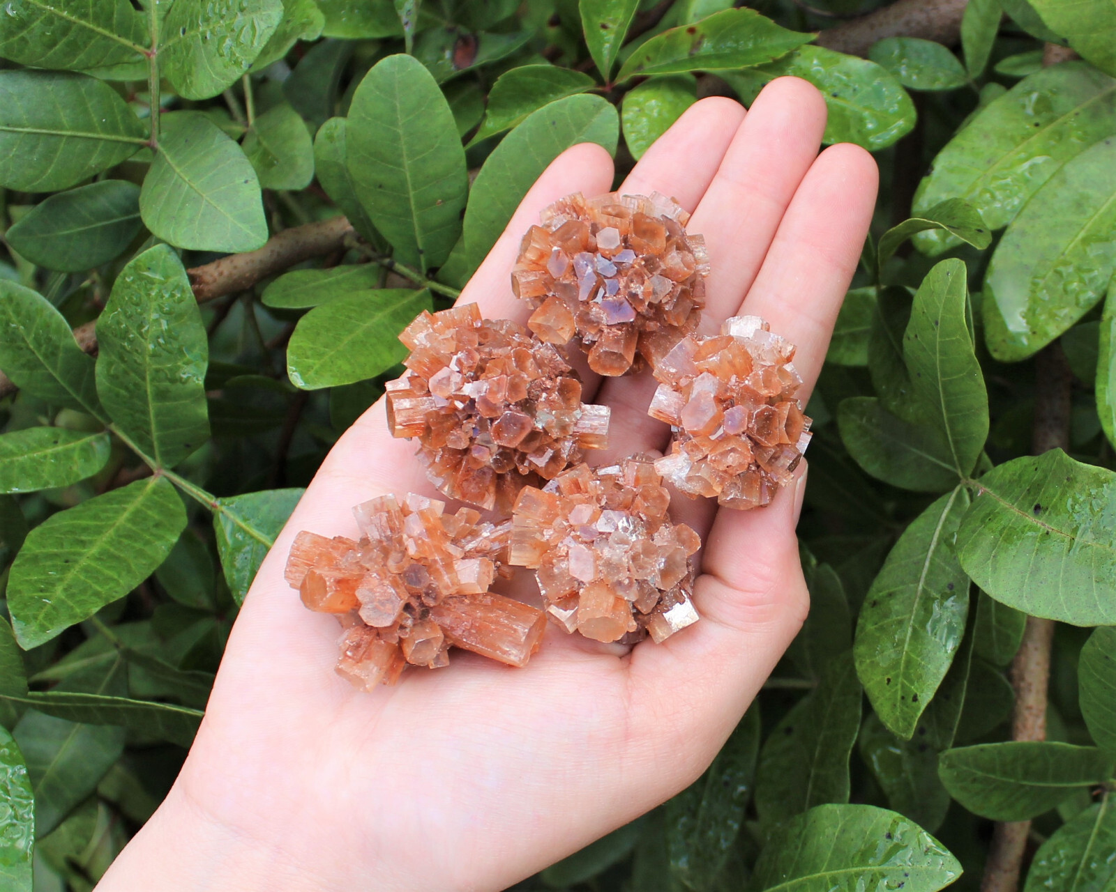 Mini Aragonite Cluster Box: 6 – 8 Pieces (Natural Aragonite Star Cluster)