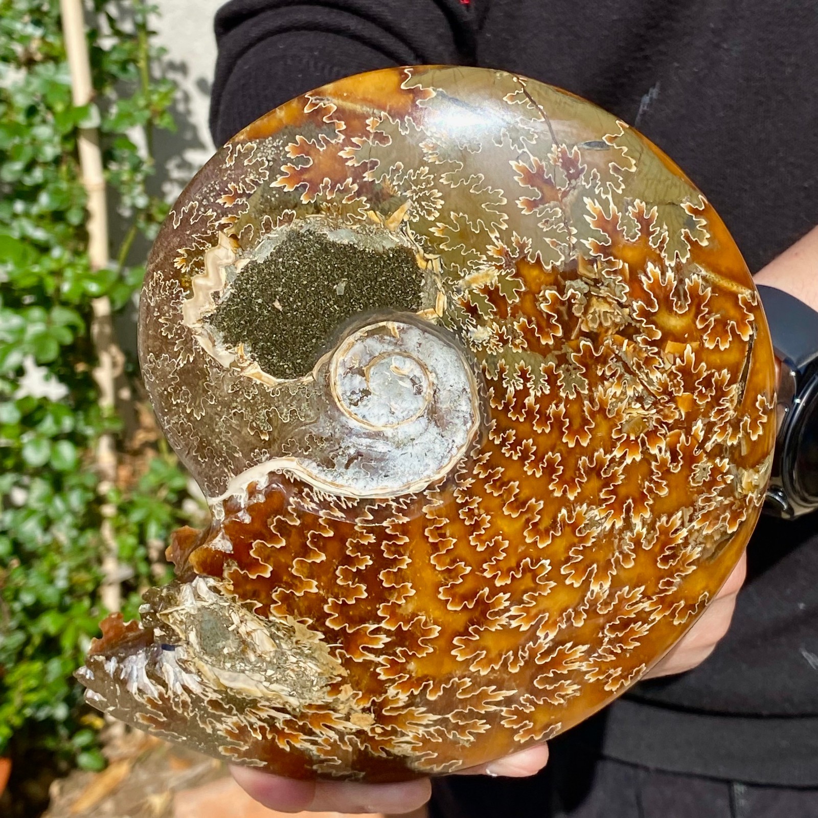 2.51LB Rare natural Natural conch fossil specimens of Madagascar