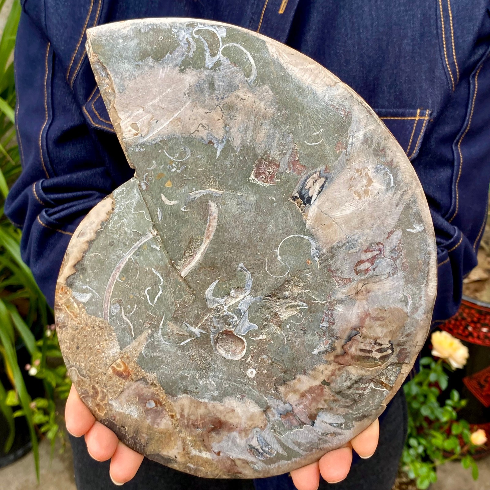 3.21LB Rare! Natural Tentacle Ammonite FossilSpecimen Shell Healing Madagascar