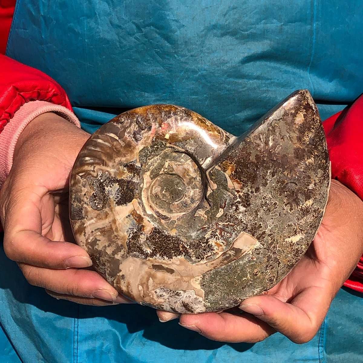 2pcs 3.65LB Natural Horn Screw Fossil Ammonite Conch Crystal Specimen Healing