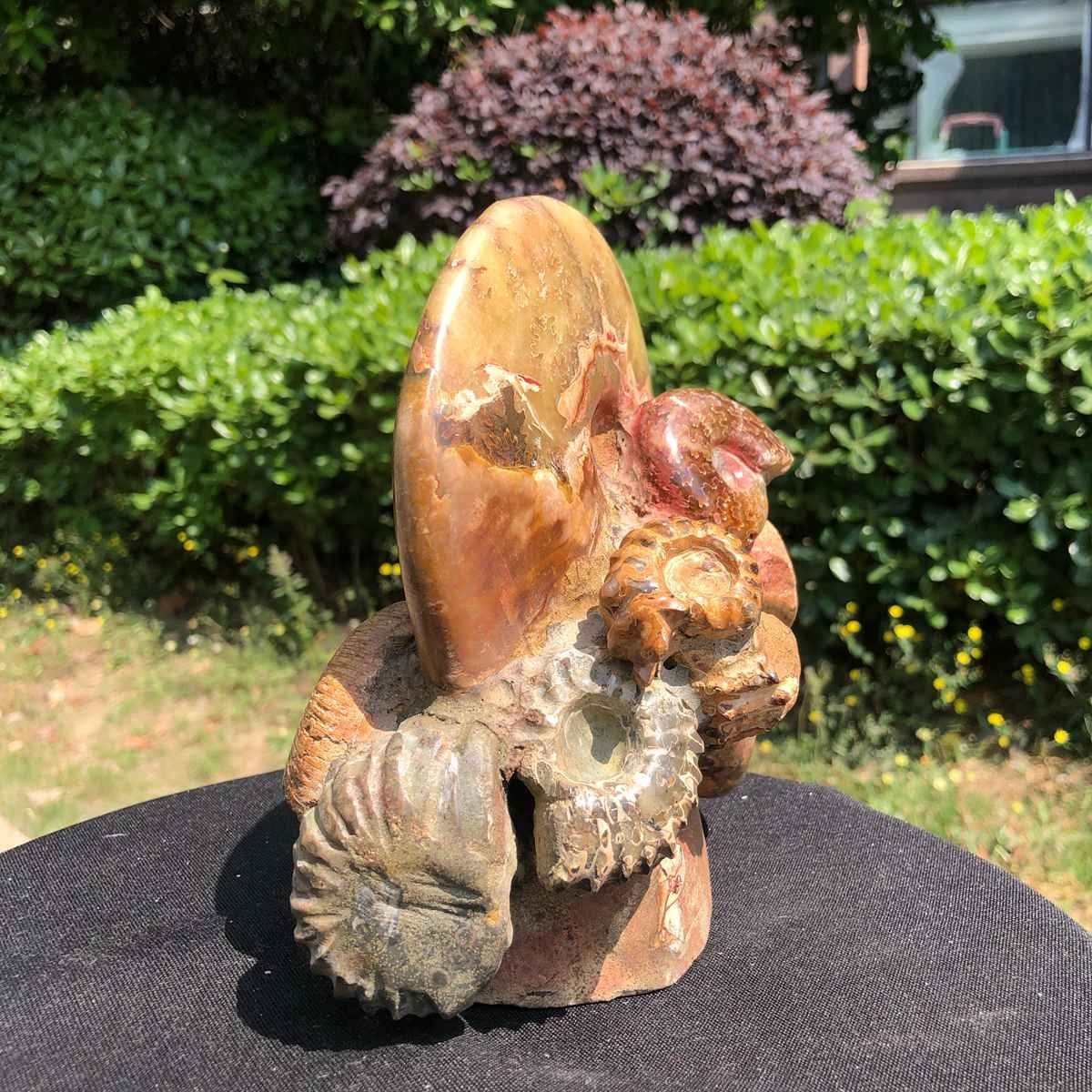 5.08LB Rarem Natural Tentacle Ammonite Fossil Specimen Shell Healing Madagas