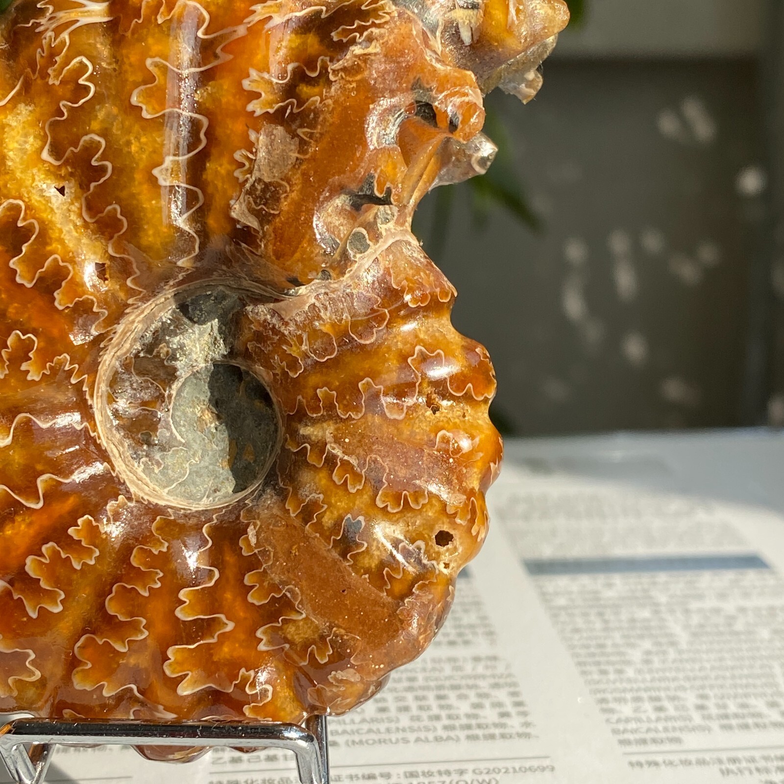 200g Top Natural Horn Screw Fossil Ammonite Conch Crystal Specimen Healing