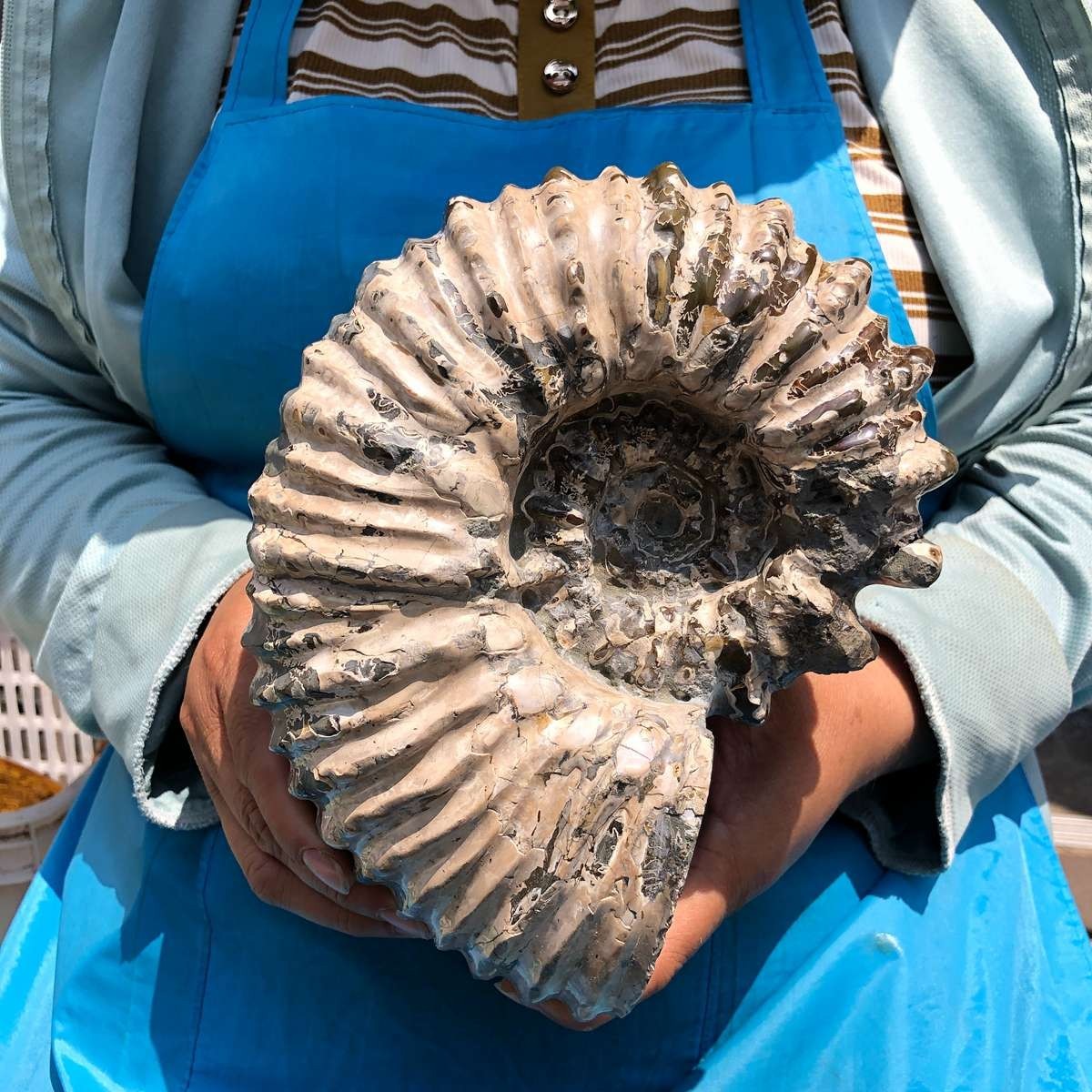 7.12LB Natural Beautiful Ammonite Fossil Conch Crystal Specimen Healing 5403