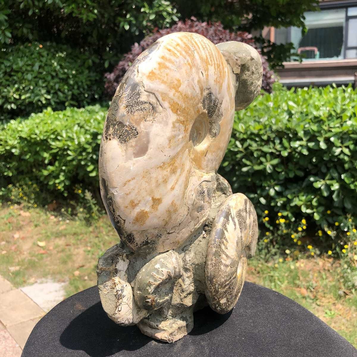 11.61LB Rarem Natural Tentacle Ammonite Fossil Specimen Shell Healing Madagas
