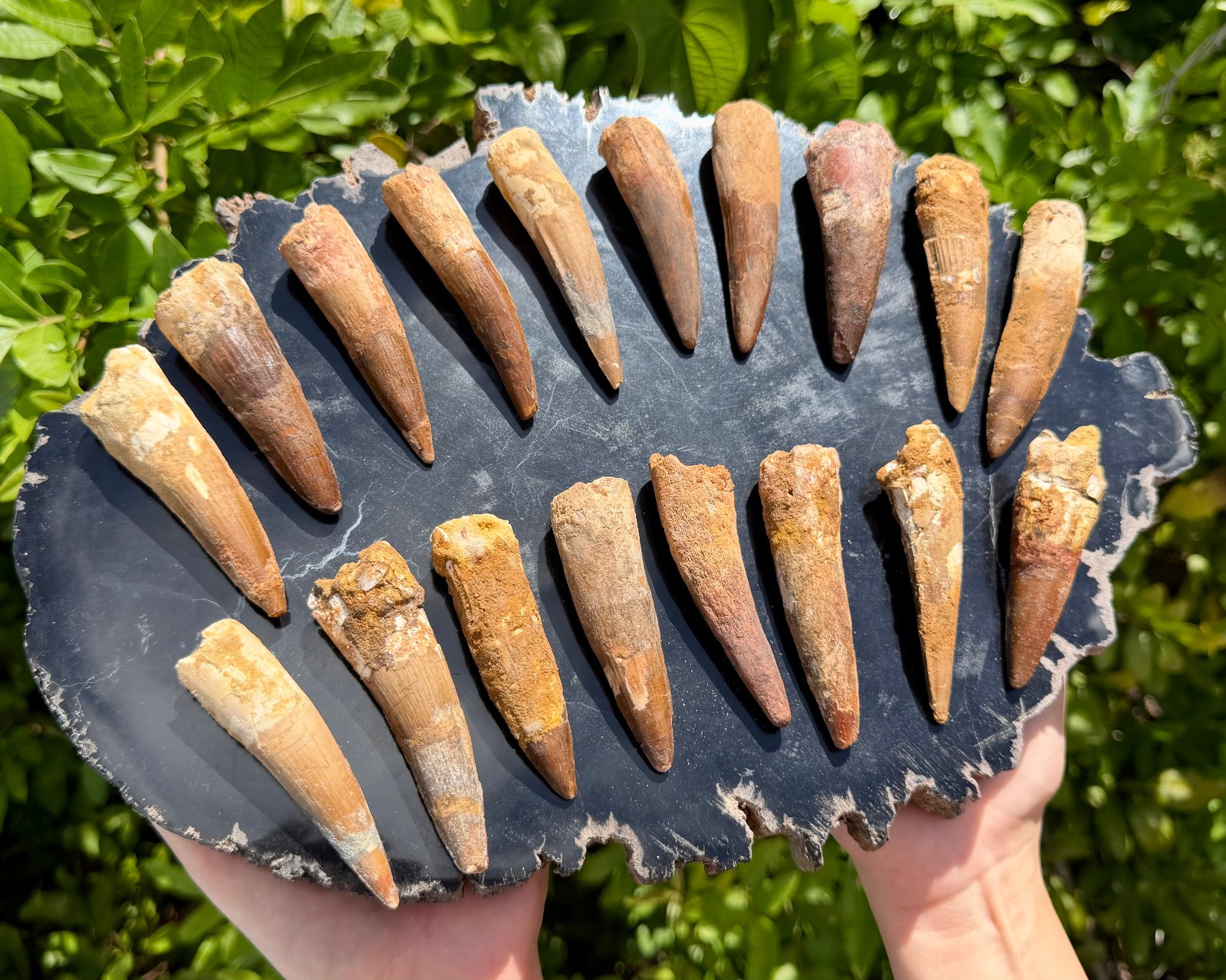 RARE Genuine Spinosaurus Dinosaur Tooth Fossils With Display Stand – Choose Size
