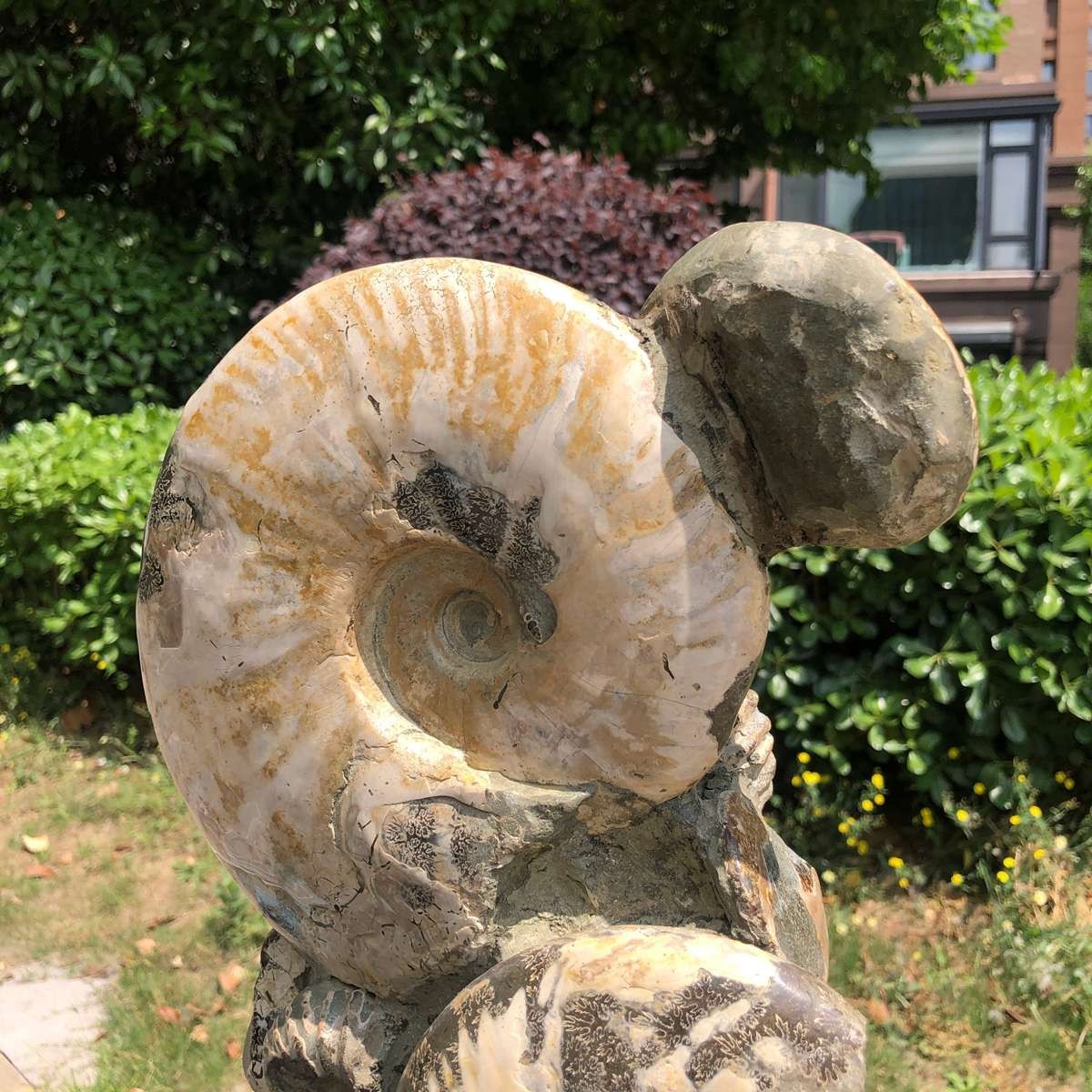 11.61LB Rarem Natural Tentacle Ammonite Fossil Specimen Shell Healing Madagas