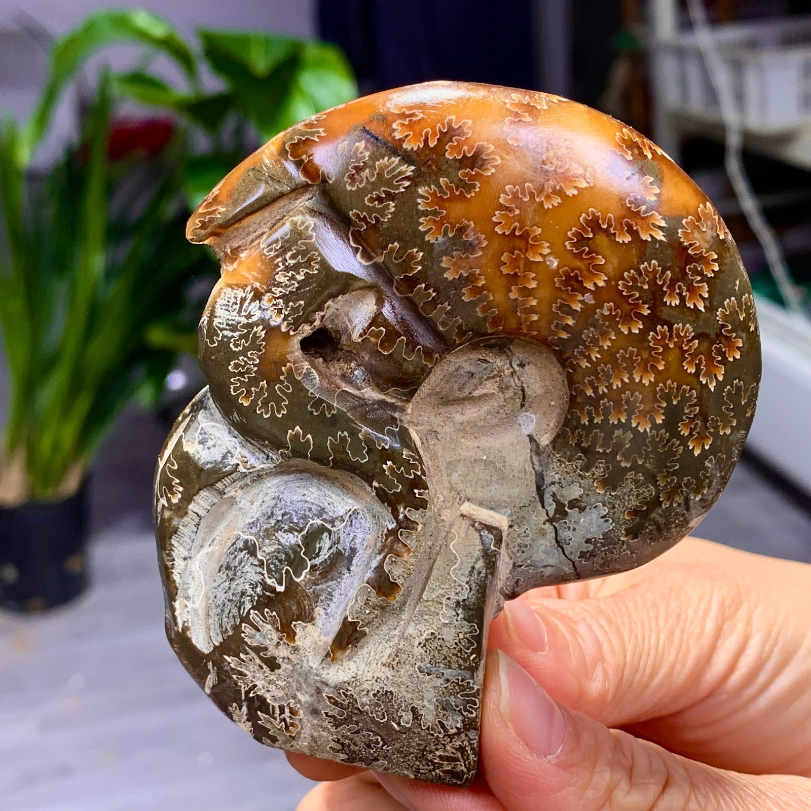 180G Rare! Natural tentacle ammonite fossil shell healing Madagascar