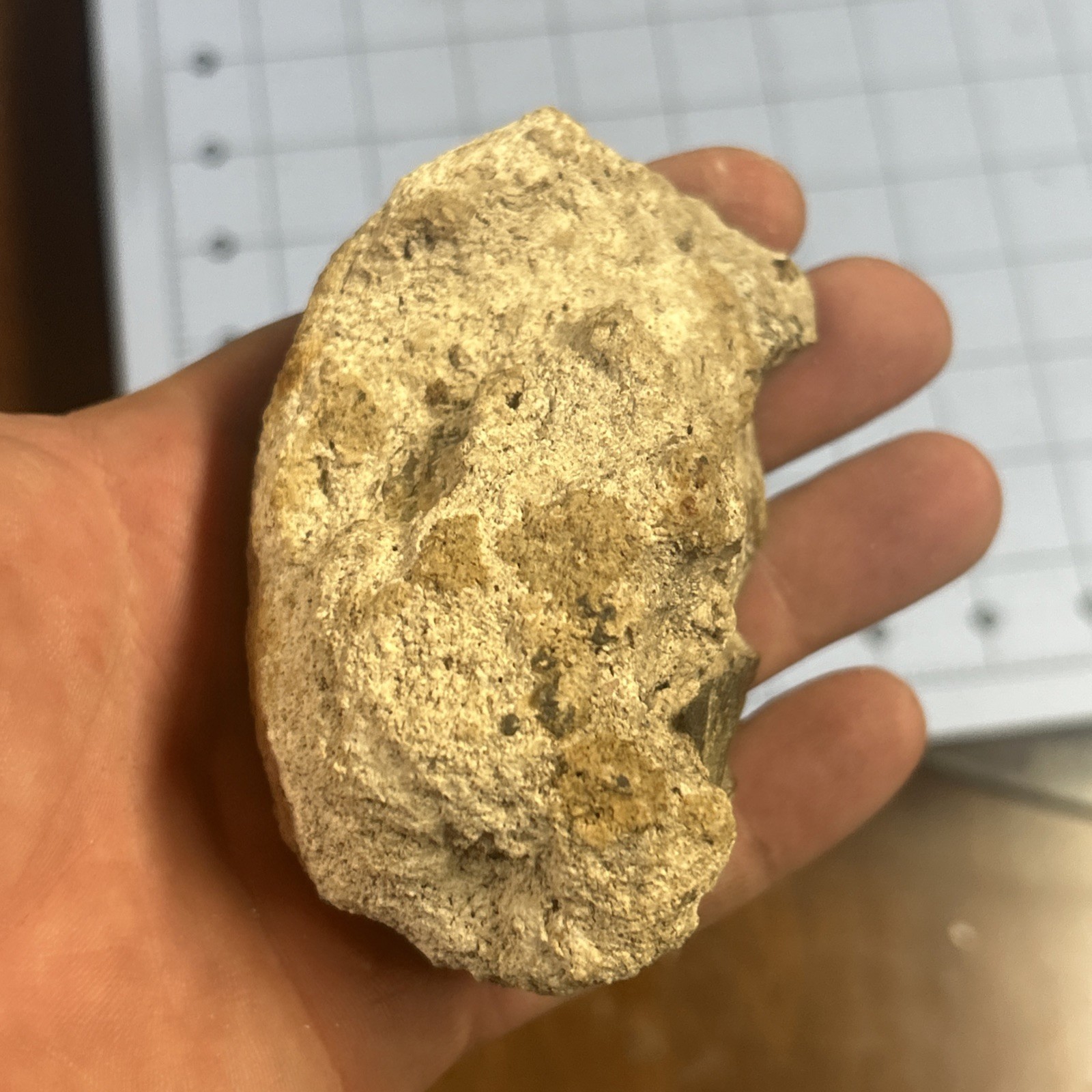 Unknown Petrified Wood End Cut. Total 11 Oz. Gorgeous Color