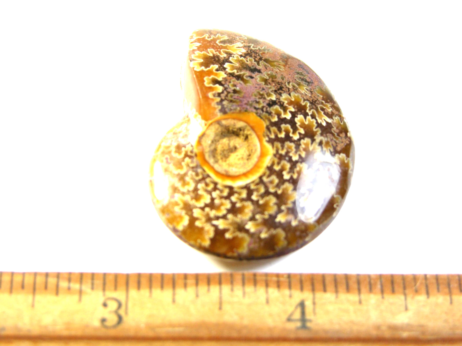 Ammonite fossil polished 1 1/2″ + showing suture &fire Madagascar ms48