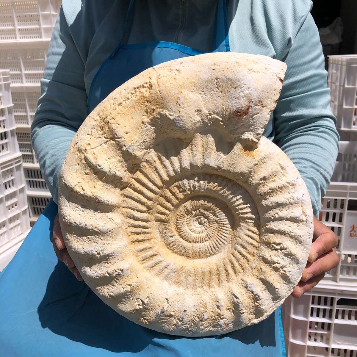 17.31LB Large Natural Beautiful Ammonite Fossil Conch Crystal Specimen Healing