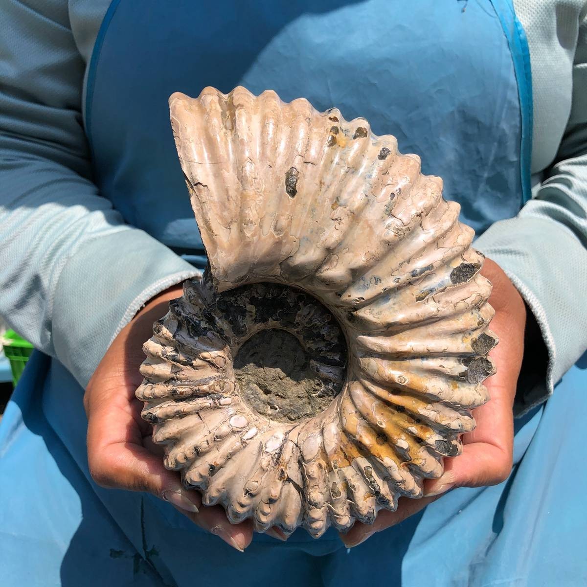 3.98LB Large Natural Beautiful Ammonite Fossil Conch Crystal Specimen Healing