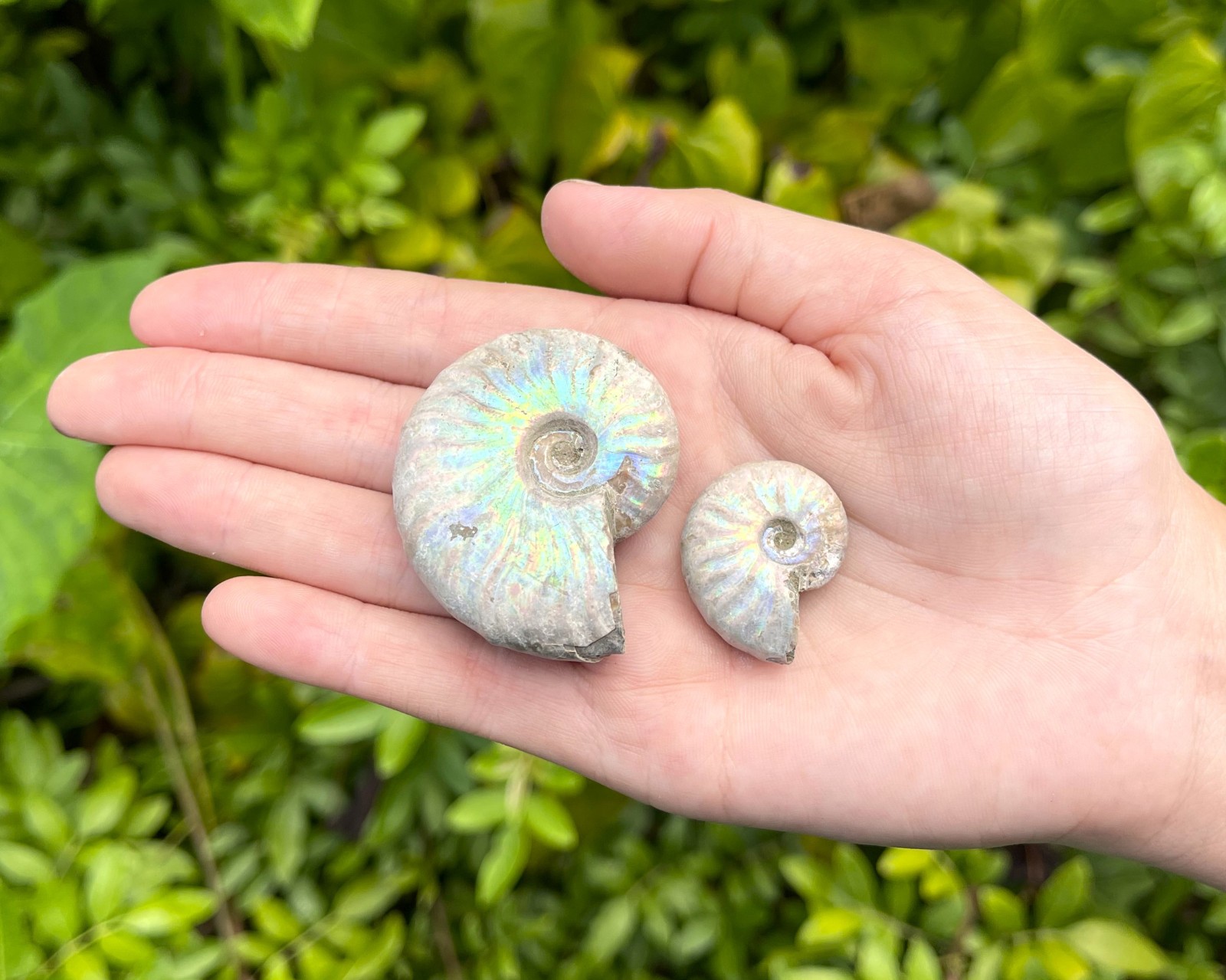 Opalized Ammonite Fossils – Choose Size & Amount (Natural Iridescent Ammonites)