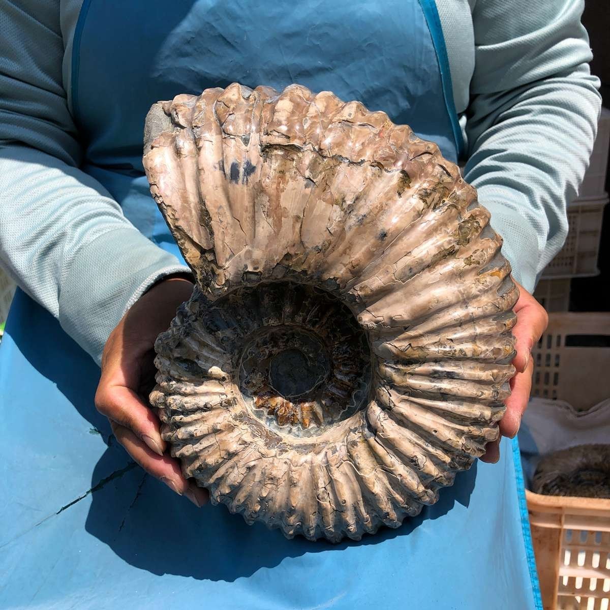 11.52LB Large Natural Beautiful Ammonite Fossil Conch Crystal Specimen Healing