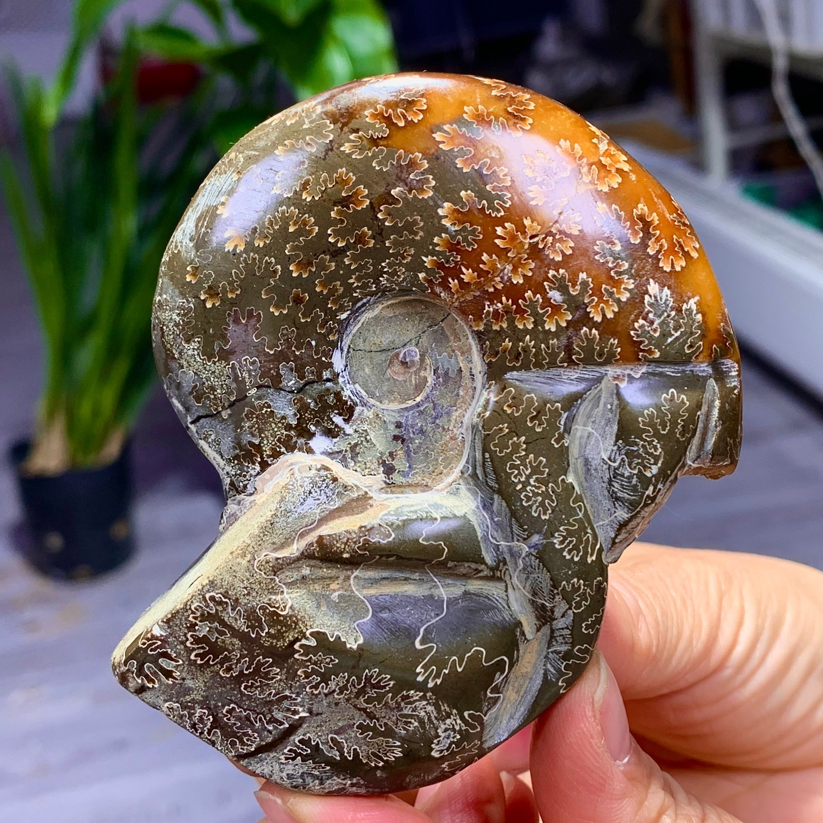 180G Rare! Natural tentacle ammonite fossil shell healing Madagascar