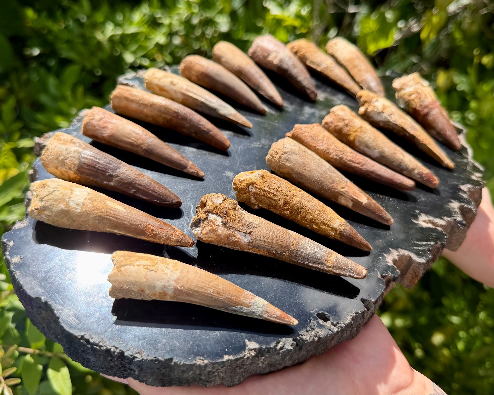 RARE Genuine Spinosaurus Dinosaur Tooth Fossils With Display Stand – Choose Size