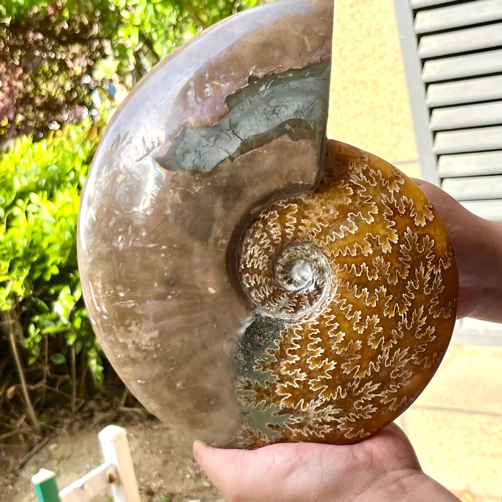 Ammonite Fossil Specimen Polished Spiral Shell Home Decor 6.4 lb