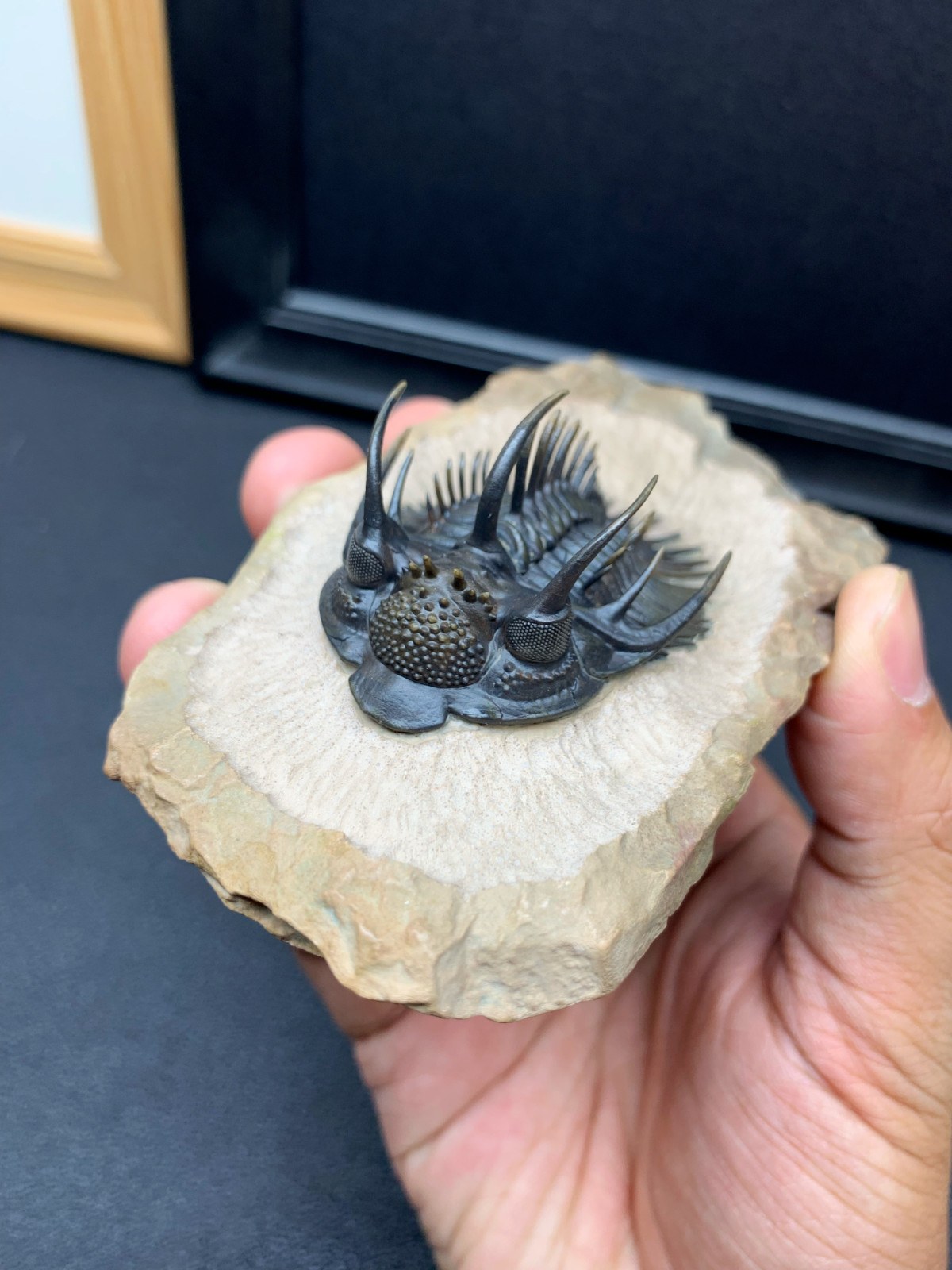 1:1 Comura Bullyneki Trilobite Resin Replica, Spiny Trilobite Fossil Display