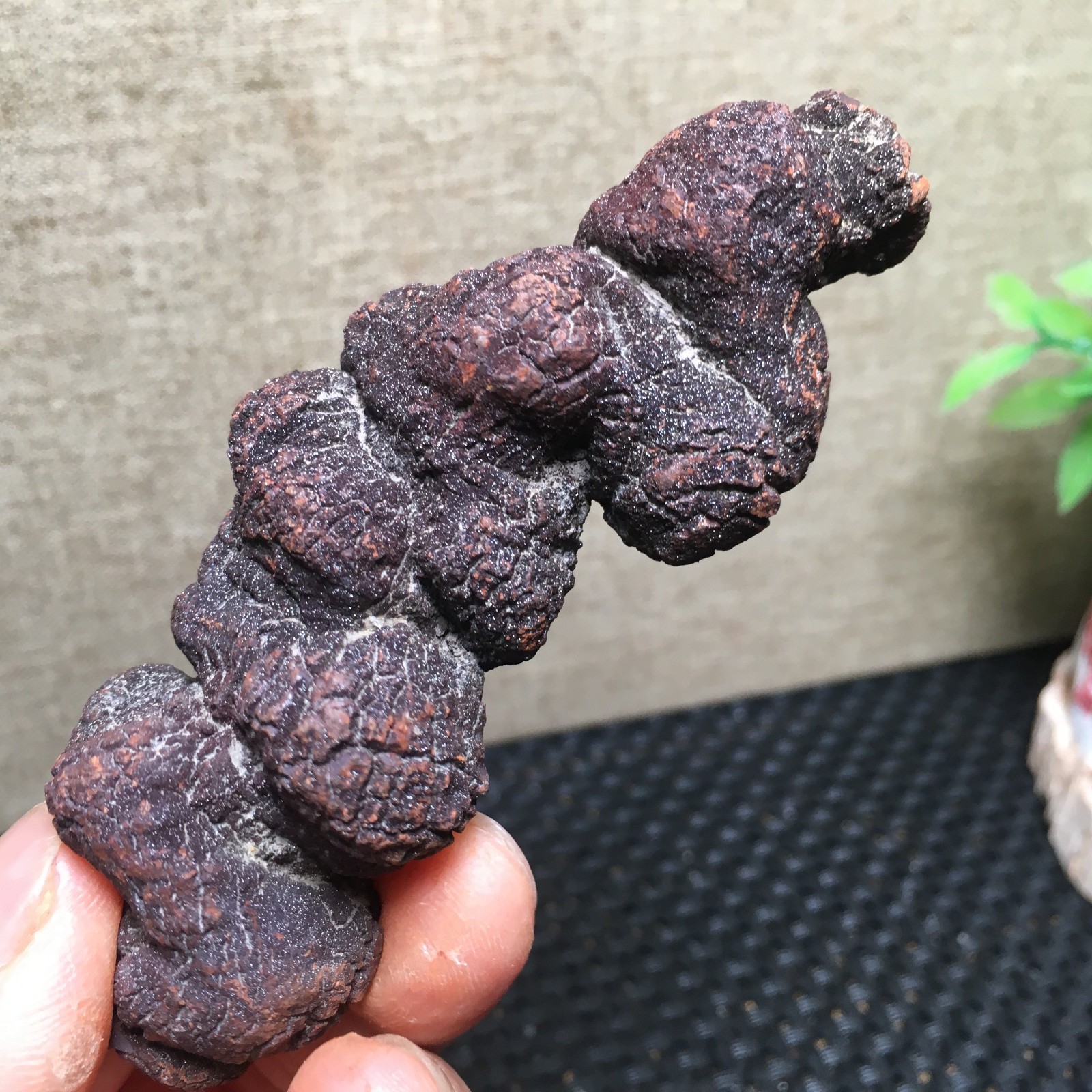 100g Natural dung coprolite Petrified Poop crystal Specimen fb1479