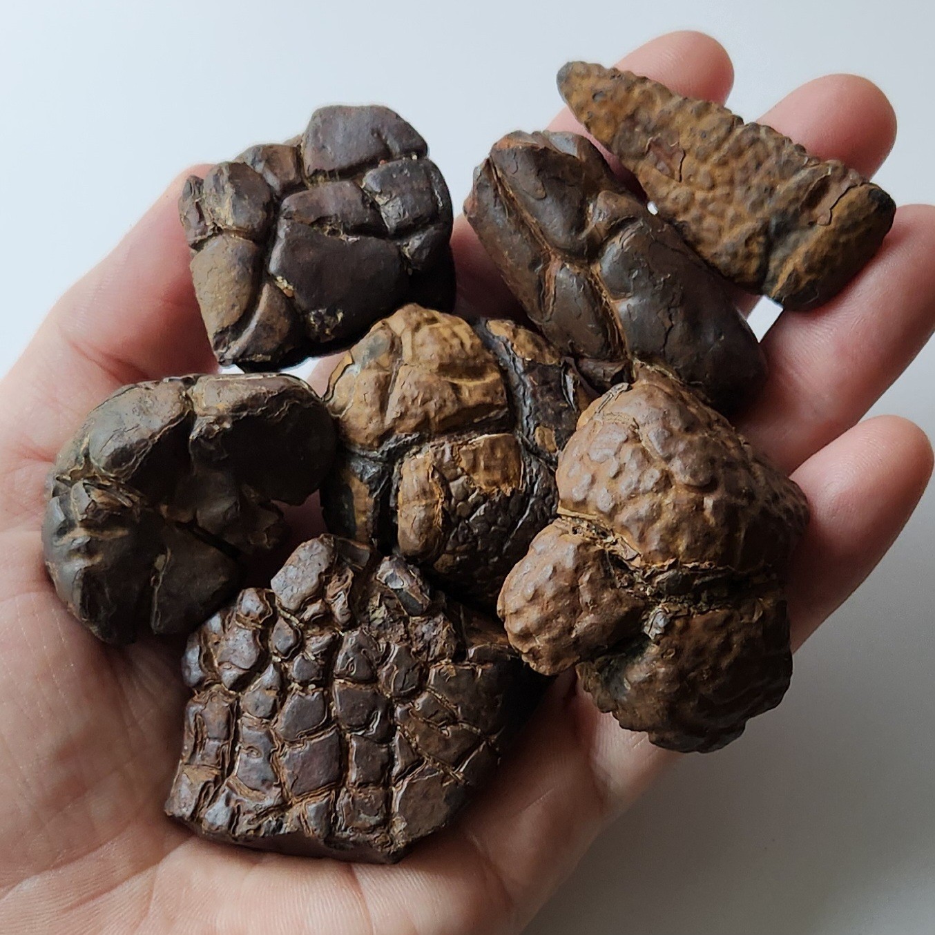 Bulk 1 lb. Lots 1″ To 2.5″ Gator Skin Siderite Concretion Septarian Mineral