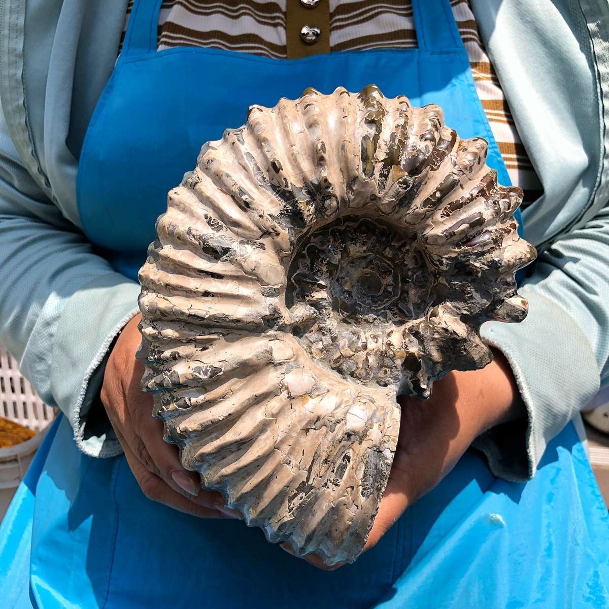 7.12LB Natural Beautiful Ammonite Fossil Conch Crystal Specimen Healing 5403
