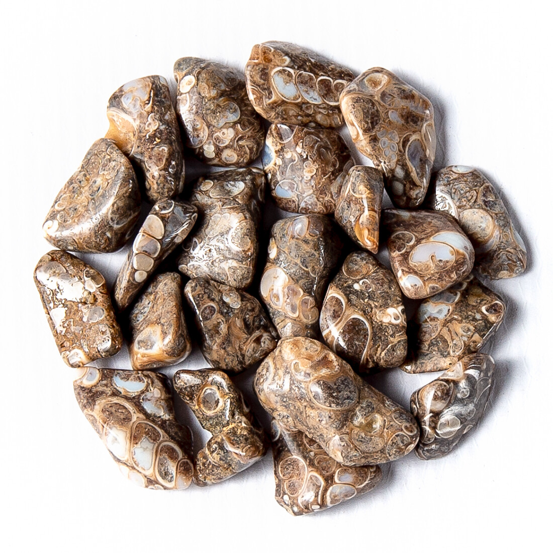 50g Tumbled Turritella Elimia Gemstone Crystals 20-35 Stones Fossil Specimens