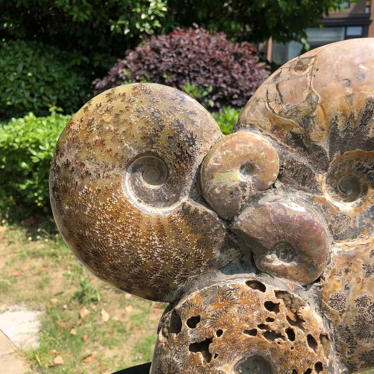 17.46LB Rarem Natural Tentacle Ammonite Fossil Specimen Shell Healing Madagas