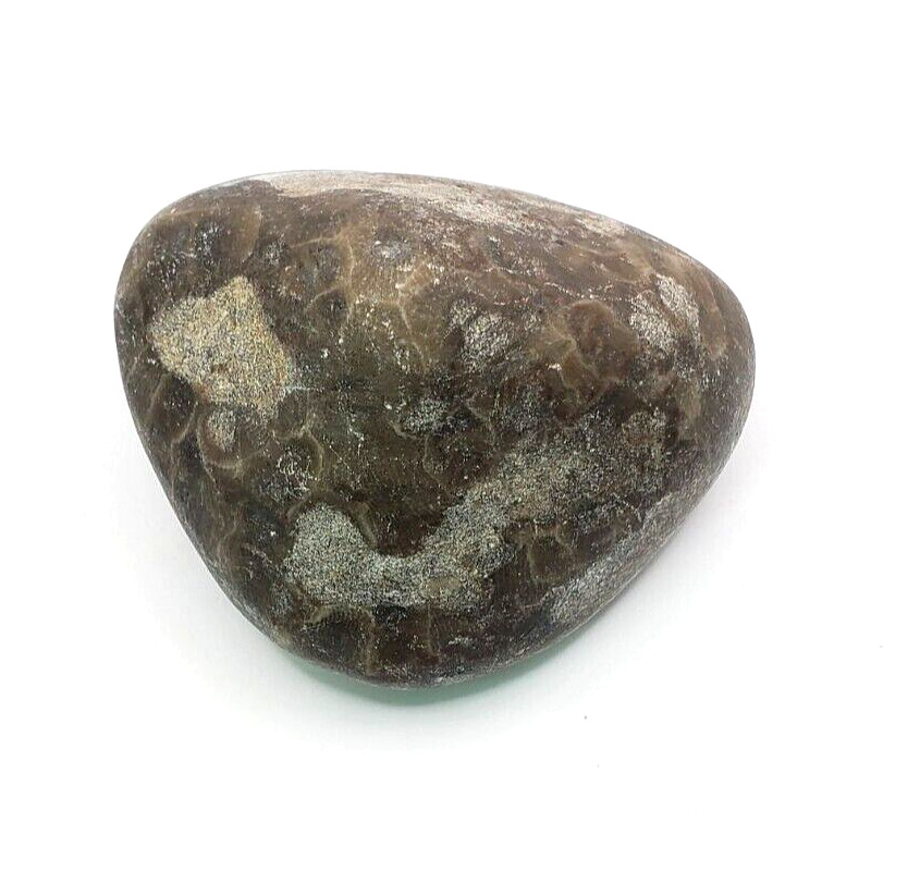 Natural Michigan Petoskey Stone with Polished Side 2-1/2×2-1/4×1-1/2 inches 161g