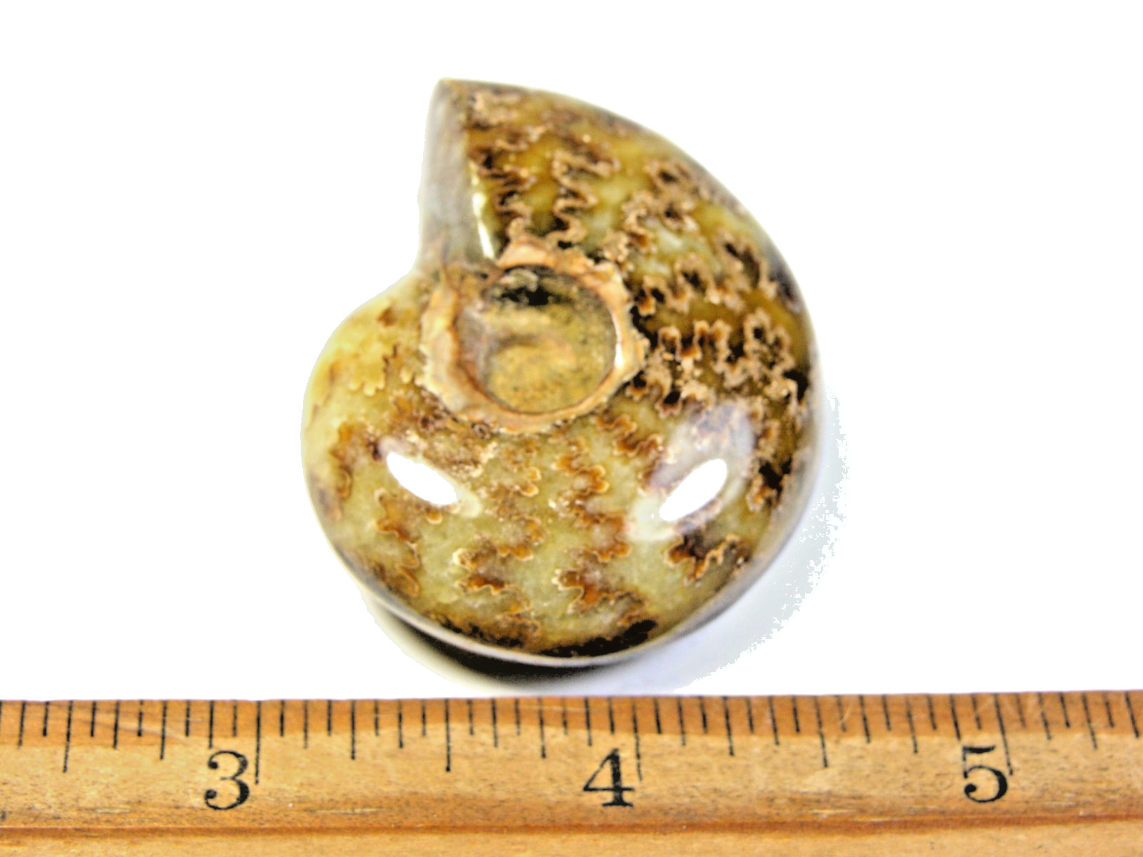 Ammonite fossil polished 1 1/2″ + showing suture lines Madagascar ms14