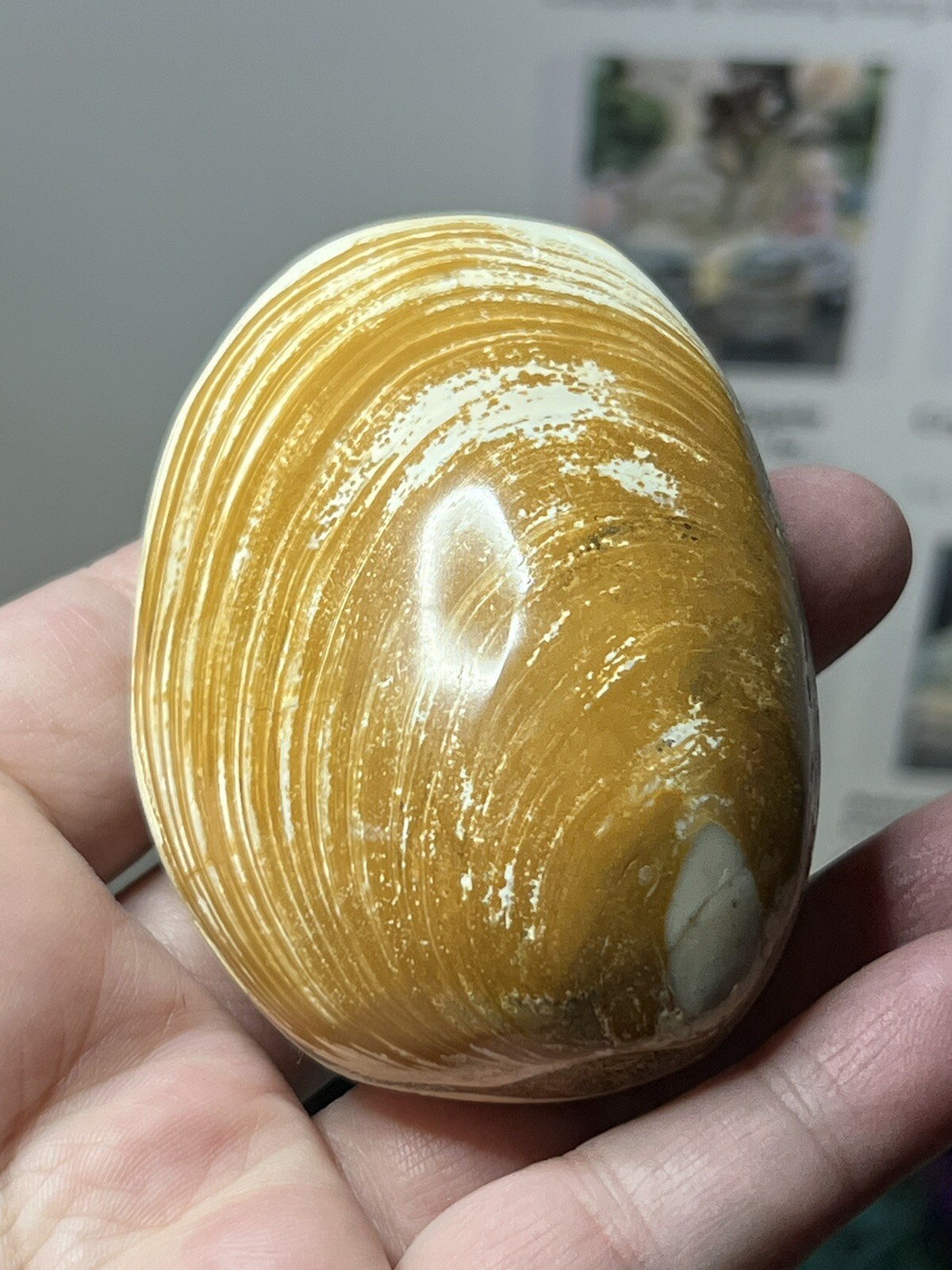 Natural Fossilized Polished Clam Shells from Madagascar Free ship & Gift