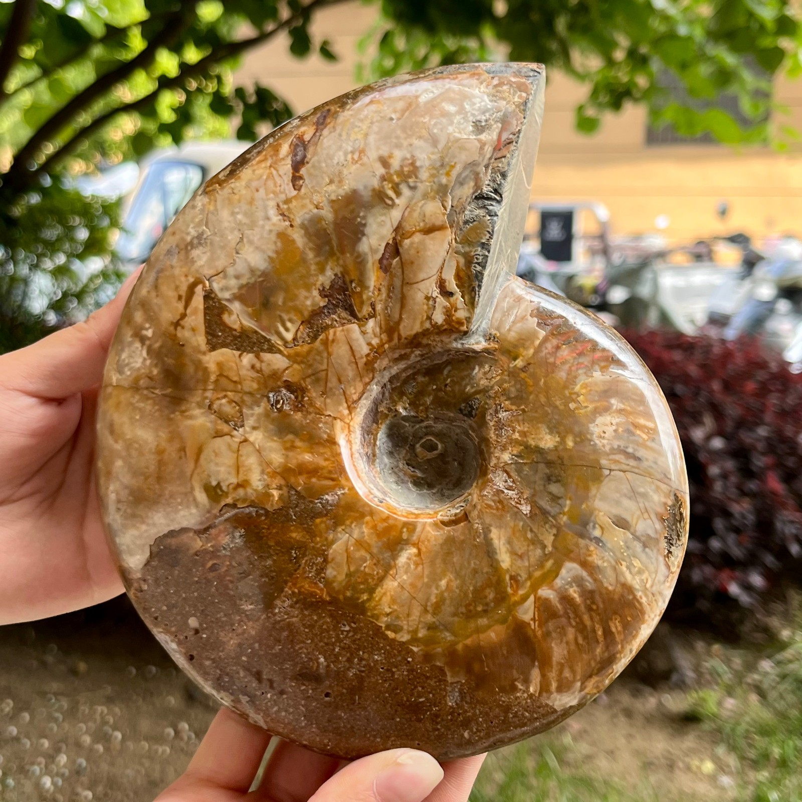 Genuine Ammonite Fossil Polished Sea Snail Shell Gemstone Figure Display 3.3 lb