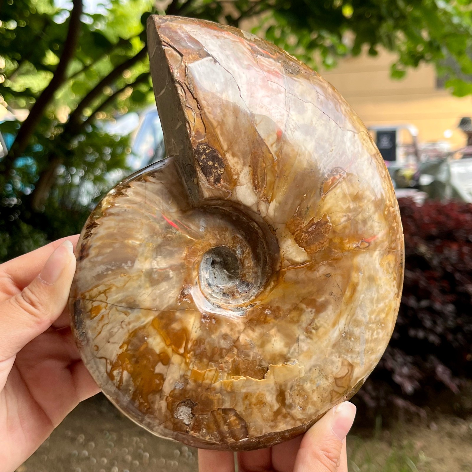 Genuine Ammonite Fossil Polished Sea Snail Shell Gemstone Figure Display 3.3 lb