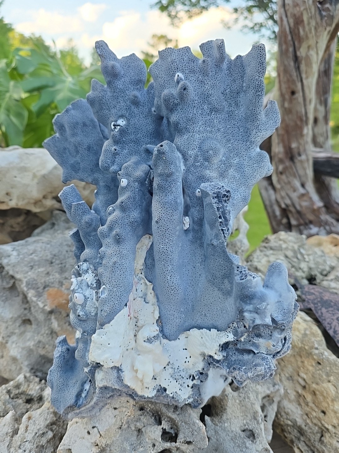 10 lb Nat Blue Coral Reef Cluster Marine Mineral Crystal Specimen Aquarium 14″
