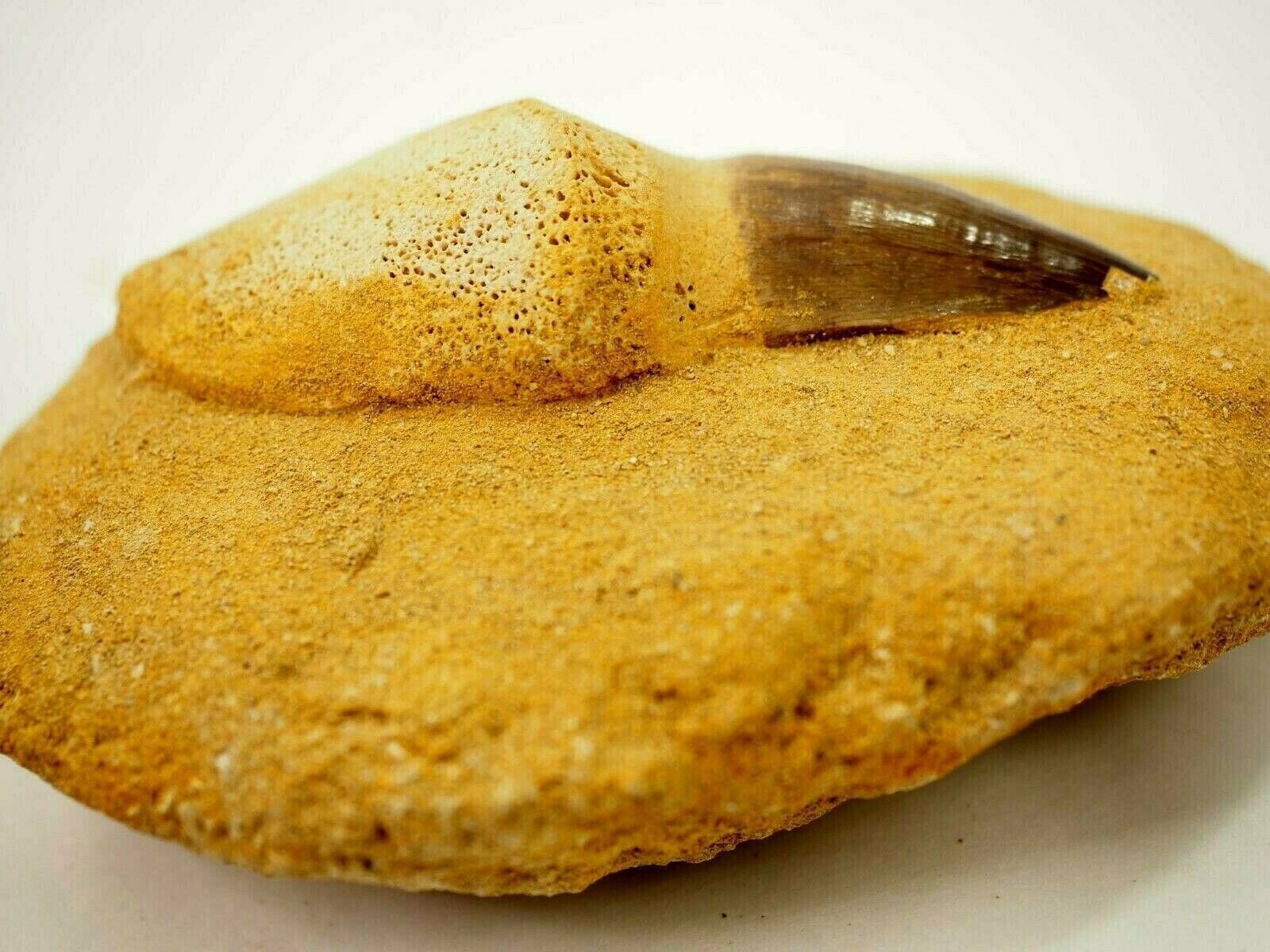 Superb Mosasaur Tooth Fossil Mosasaurus w/ Jaw Fragment 82 Million Years
