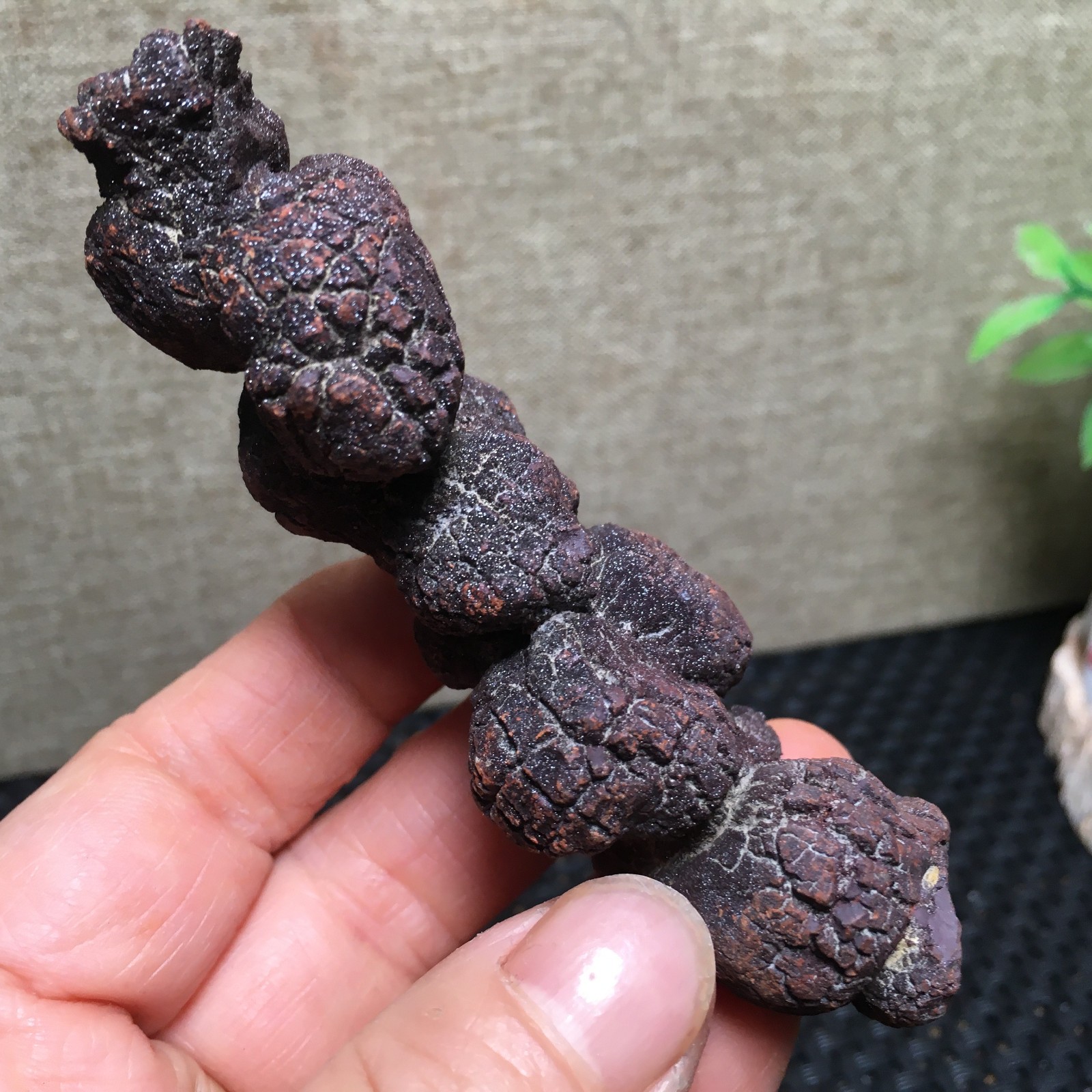 100g Natural dung coprolite Petrified Poop crystal Specimen fb1479