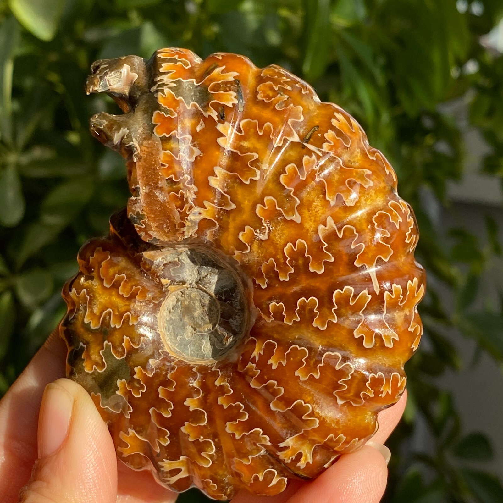 200g Top Natural Horn Screw Fossil Ammonite Conch Crystal Specimen Healing