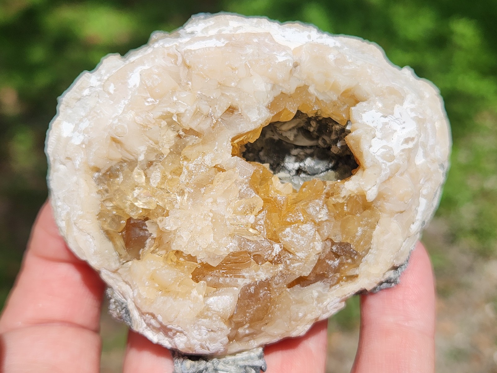 Calcite Crystal Clam Shell Fossil Rucks Pit Florida cut dogtooth clam honey UV