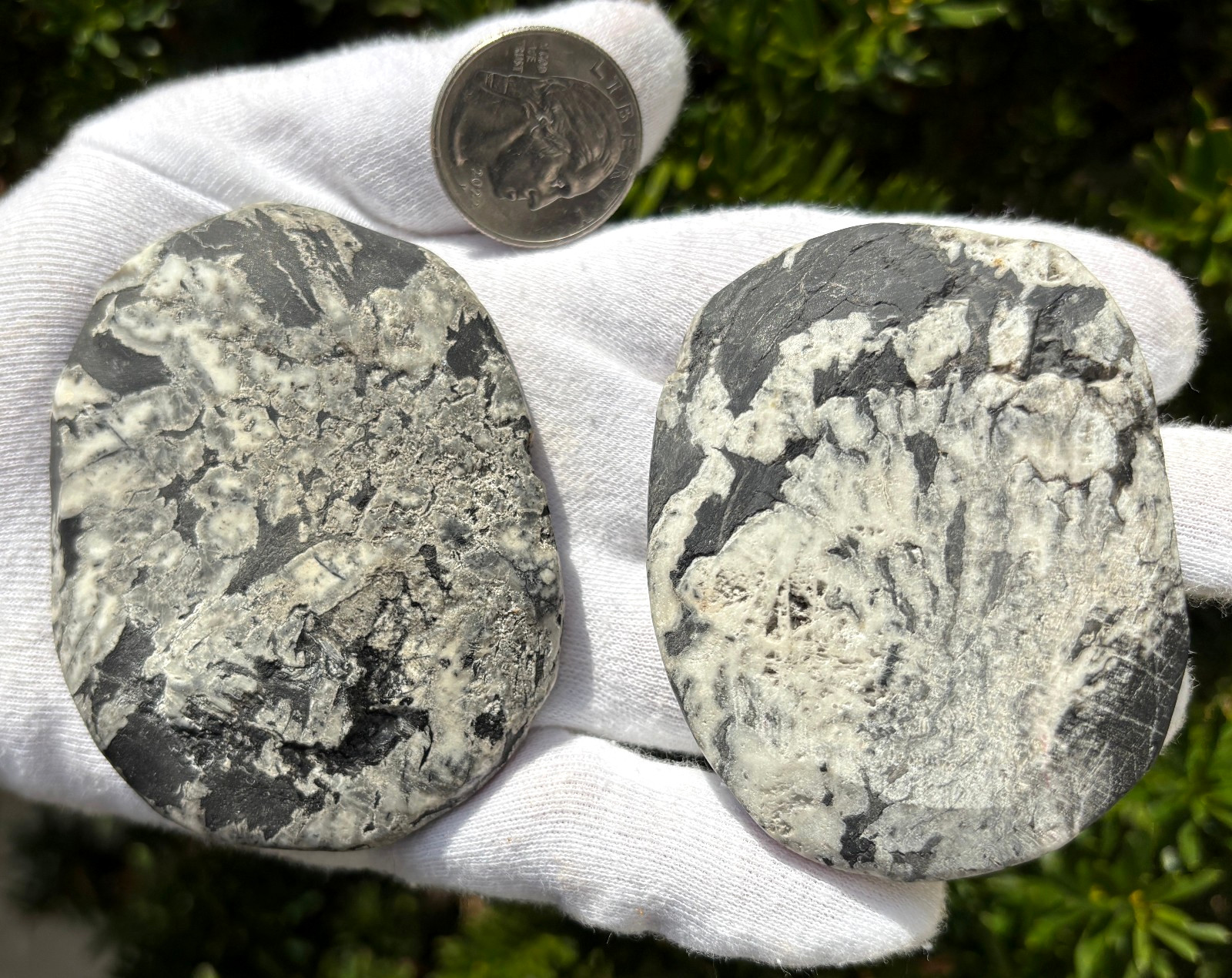 SEE VIDEO AUTHENTIC 150g LOT 2 CHRYSANTHEMUM PALMSTONES *NOT PAINTED PALM STONE