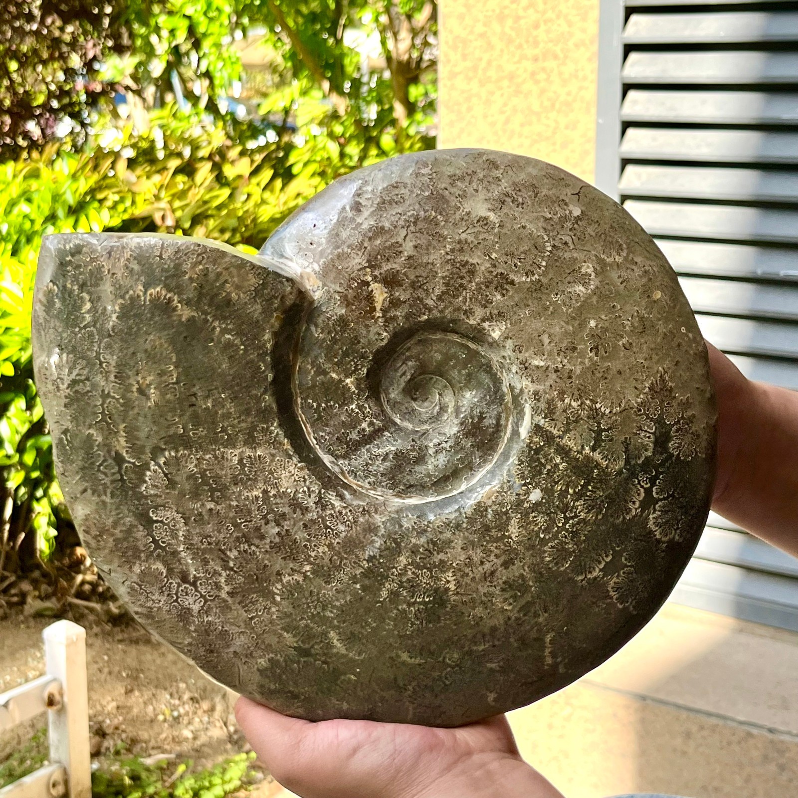 Polished Conch Shell Specimen Polished w/ Ammonite Pattern 11.08 lb