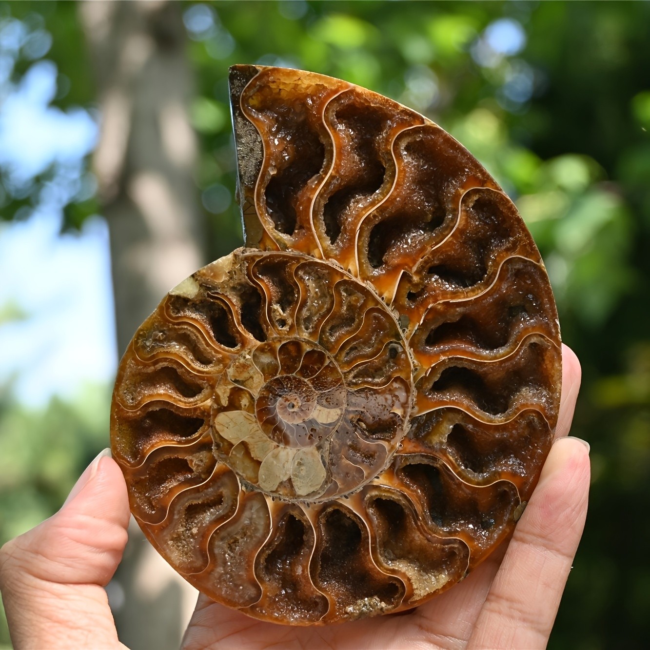 Rare Ammonite Spiral Fossil Shell Conch Mineral Specimen Healing Decor Gift