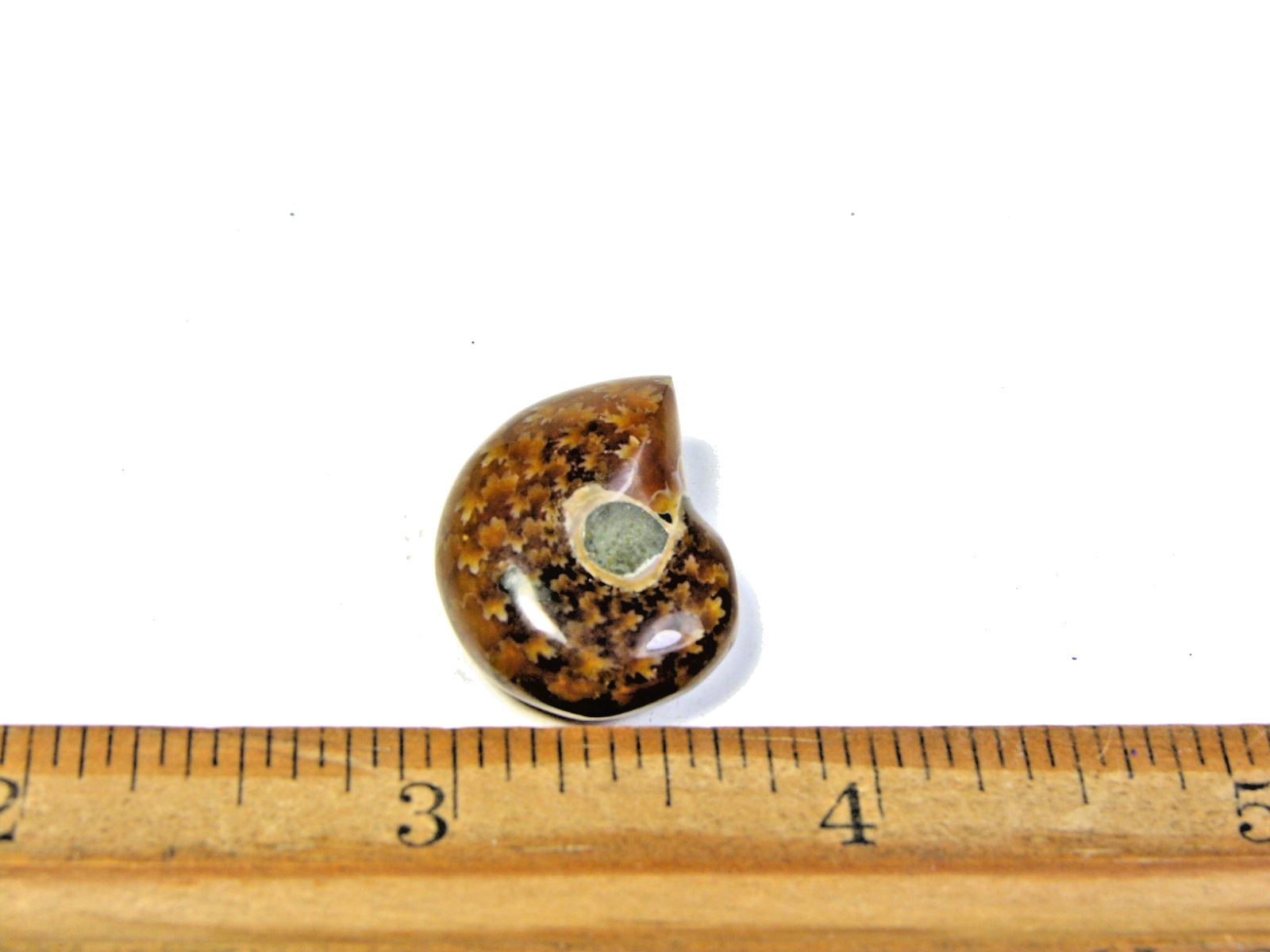 Ammonite fossil polished 1 1/2″ + showing suture lines Madagascar ms1