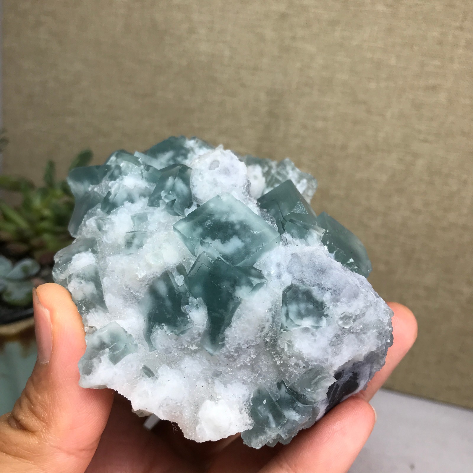 271g NATURAL Green Cubic FLUORITE paragenesis Crystal Cluster Specimen A4776