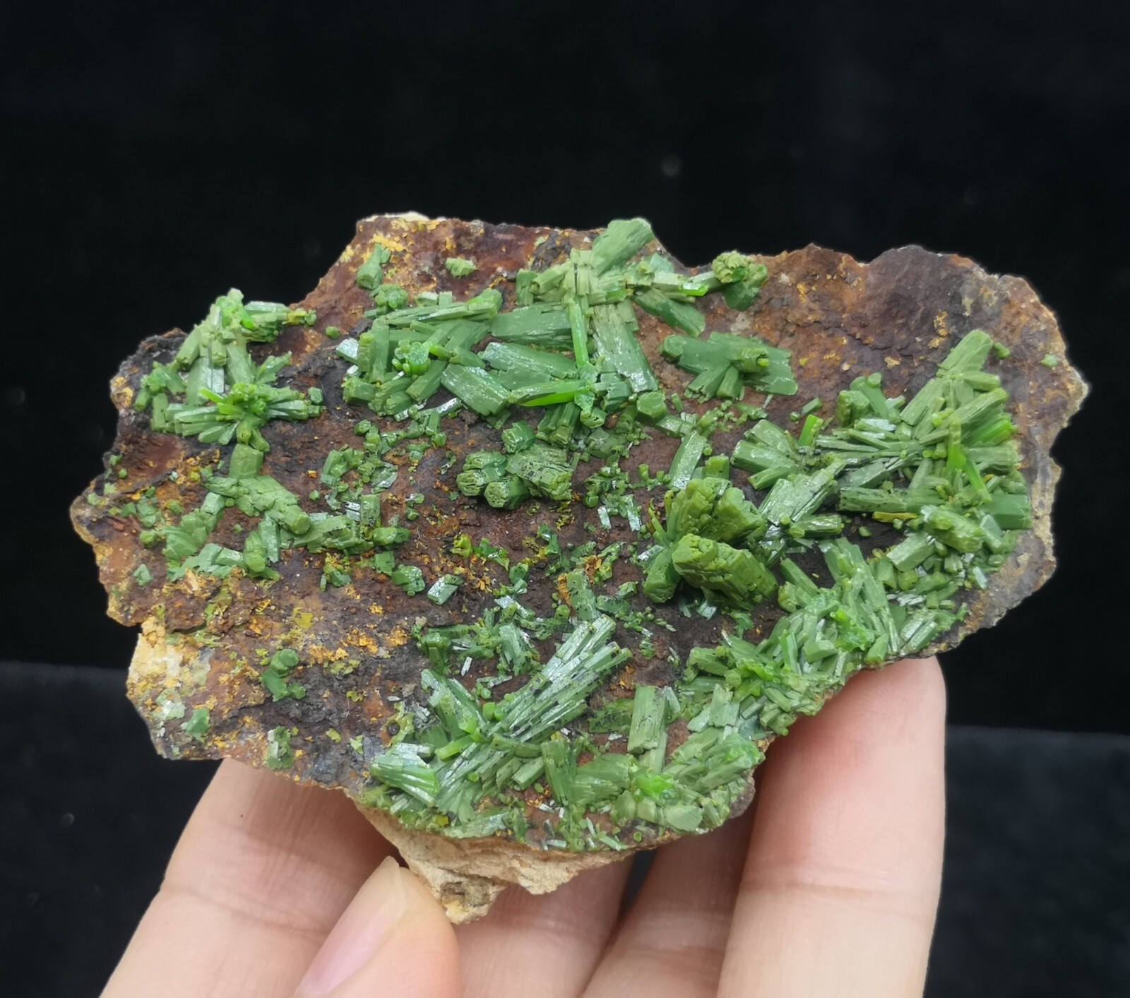 73mm New find ‘Matcha-Green’ Pyromorphite on matrix