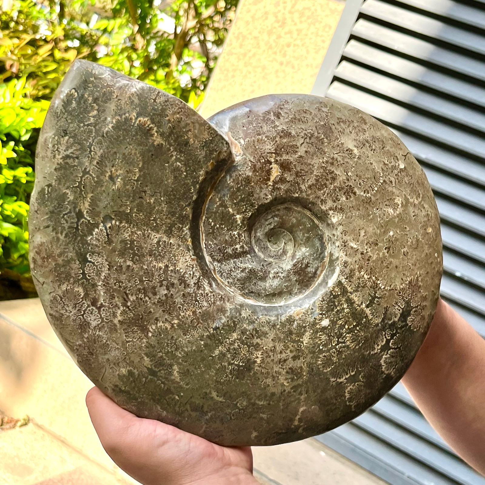 Polished Conch Shell Specimen Polished w/ Ammonite Pattern 11.08 lb