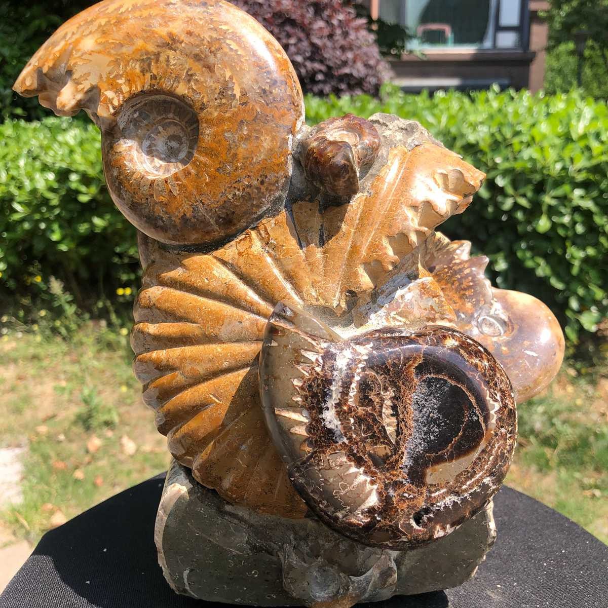 11.08LB Natural Large Beautiful Ammonite Fossil Conch Crystal Specimen Healing