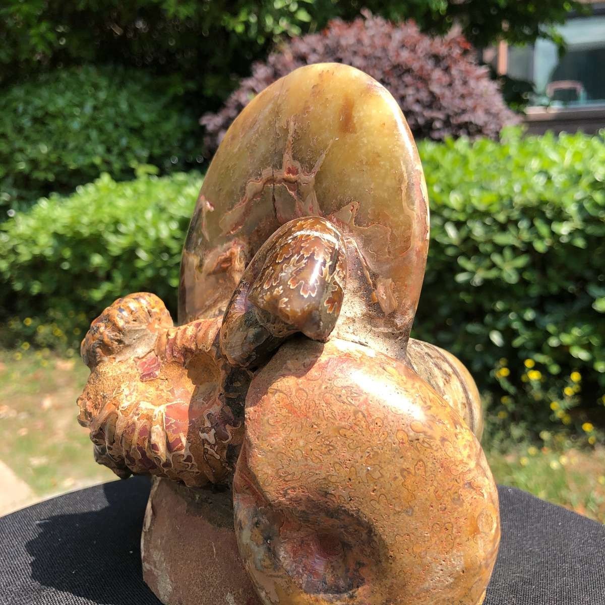 5.08LB Rarem Natural Tentacle Ammonite Fossil Specimen Shell Healing Madagas