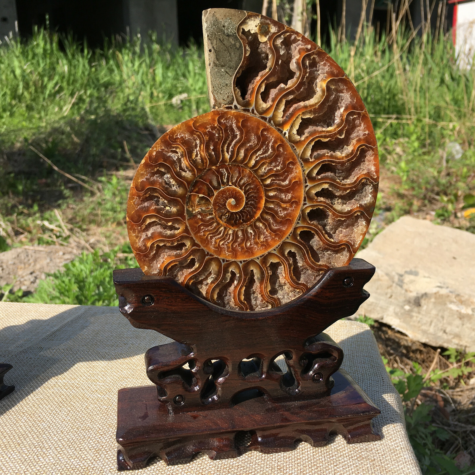 A Pair of Natural Ammonite Fossil Conch Crystal Specimen Healing+stand 2PC