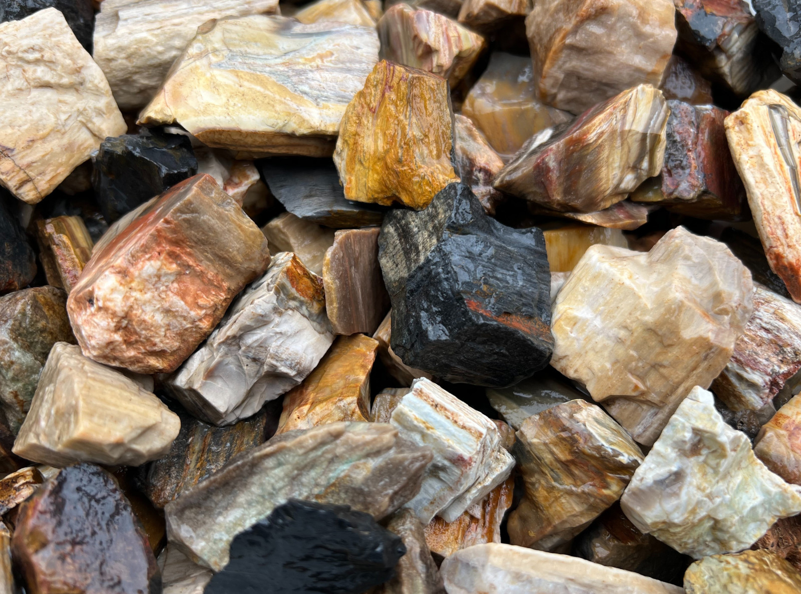 Petrified Wood – Rough Fossils for Tumbling – Bulk Rocks Wholesale 1LB options