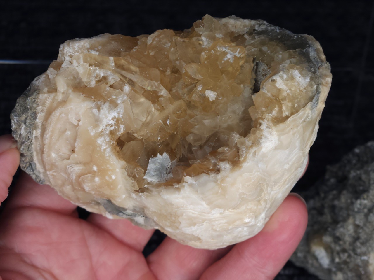 Set of 3 Honey Calcite Crystal Fossil CLAMS & WHELK Florida Rucks Pit mineral UV