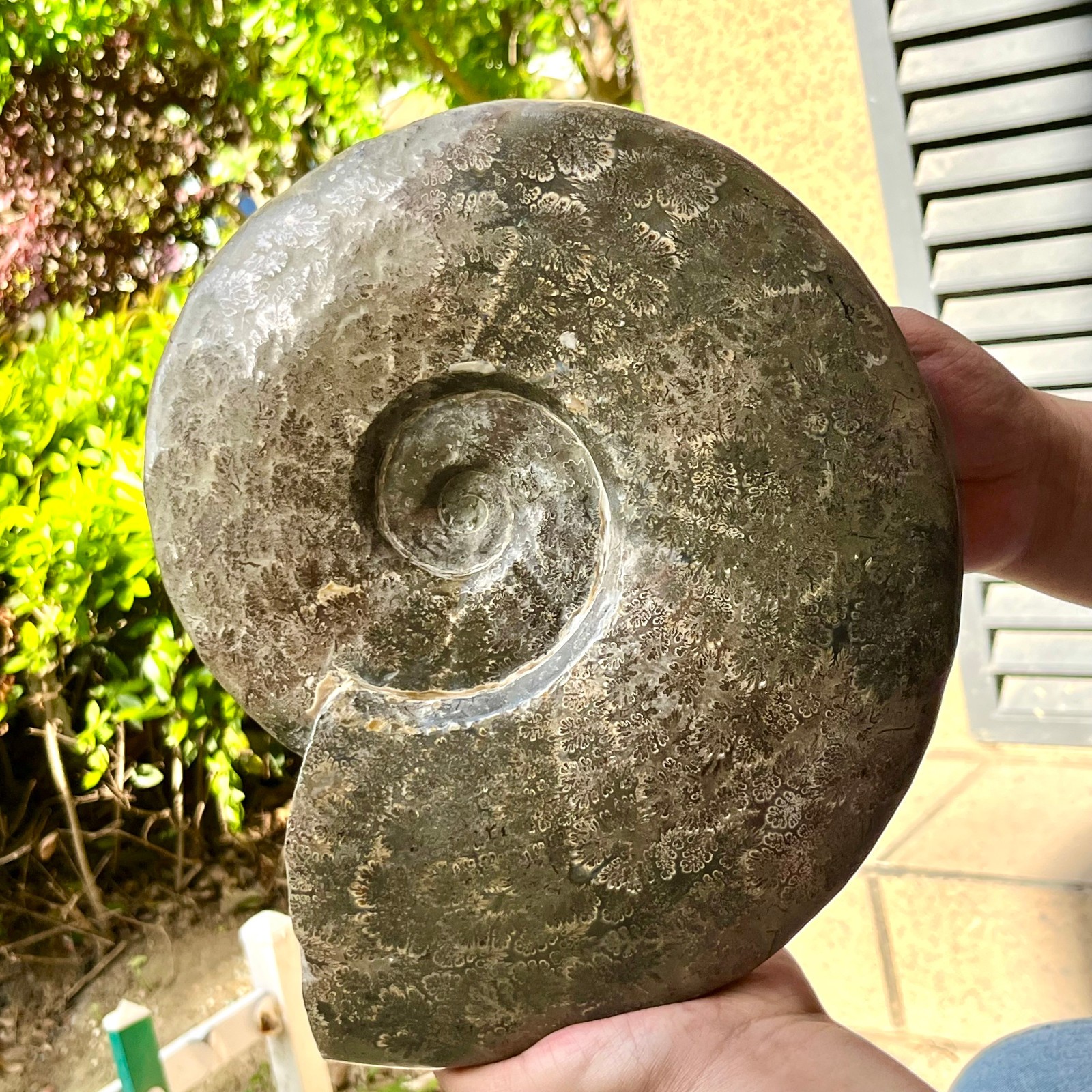 Polished Conch Shell Specimen Polished w/ Ammonite Pattern 11.08 lb